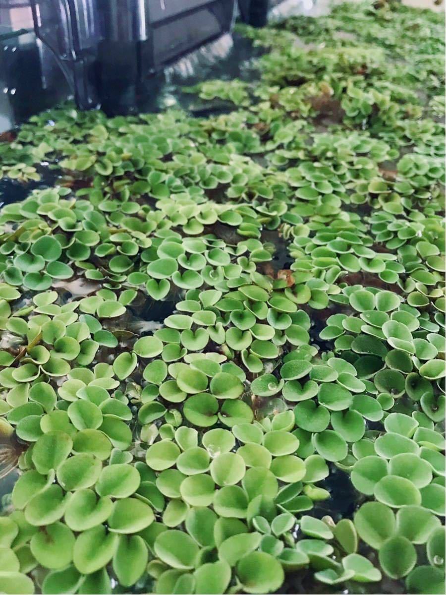 サルビニア サルビニアククラータ 水草 浮き草 ワンコイン送料込 の落札情報詳細 ヤフオク落札価格情報 オークフリー スマートフォン版