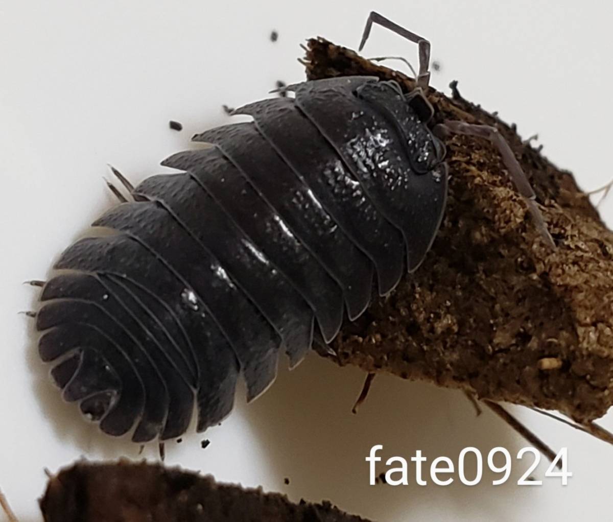 新品 ヤフネコ 送料無料 クロアチア ハナダカダンゴムシ 8匹 複数落札でおまけ ダンゴムシ 生体 の落札情報詳細 ヤフオク落札価格情報 オークフリー スマートフォン版