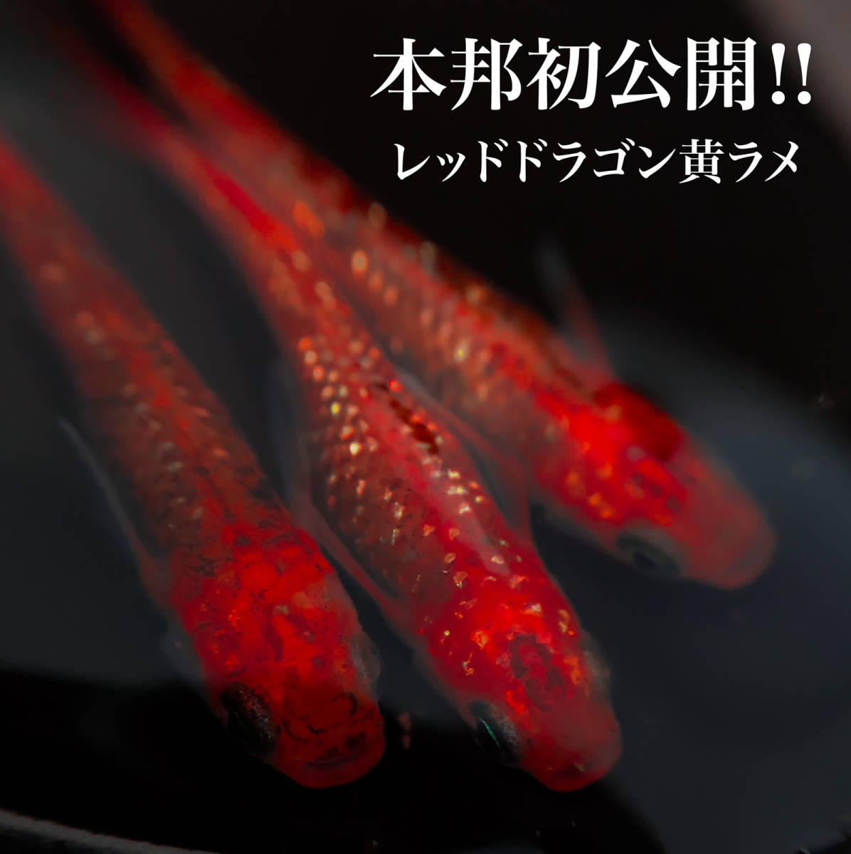 ウミイグアナ(Amblyrhynchus cristatus)の展示を開始しました。  １月１日にご案内した、ウミイグアナを日本で実際にご覧いただくお約束を実現しました。ガラパゴスゾウガメとウミイグアナの両方を見ることができるのはガラパゴス以外ではiZooだけです。  活動的なので時折 ..., image size:1196x1200