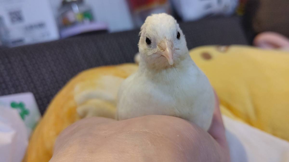新品 ヒメウズラ白 ひめうずら 種卵 有精卵 受精卵 卵 かわいい 自粛 家 鳥7個 の落札情報詳細 ヤフオク落札価格情報 オークフリー スマートフォン版