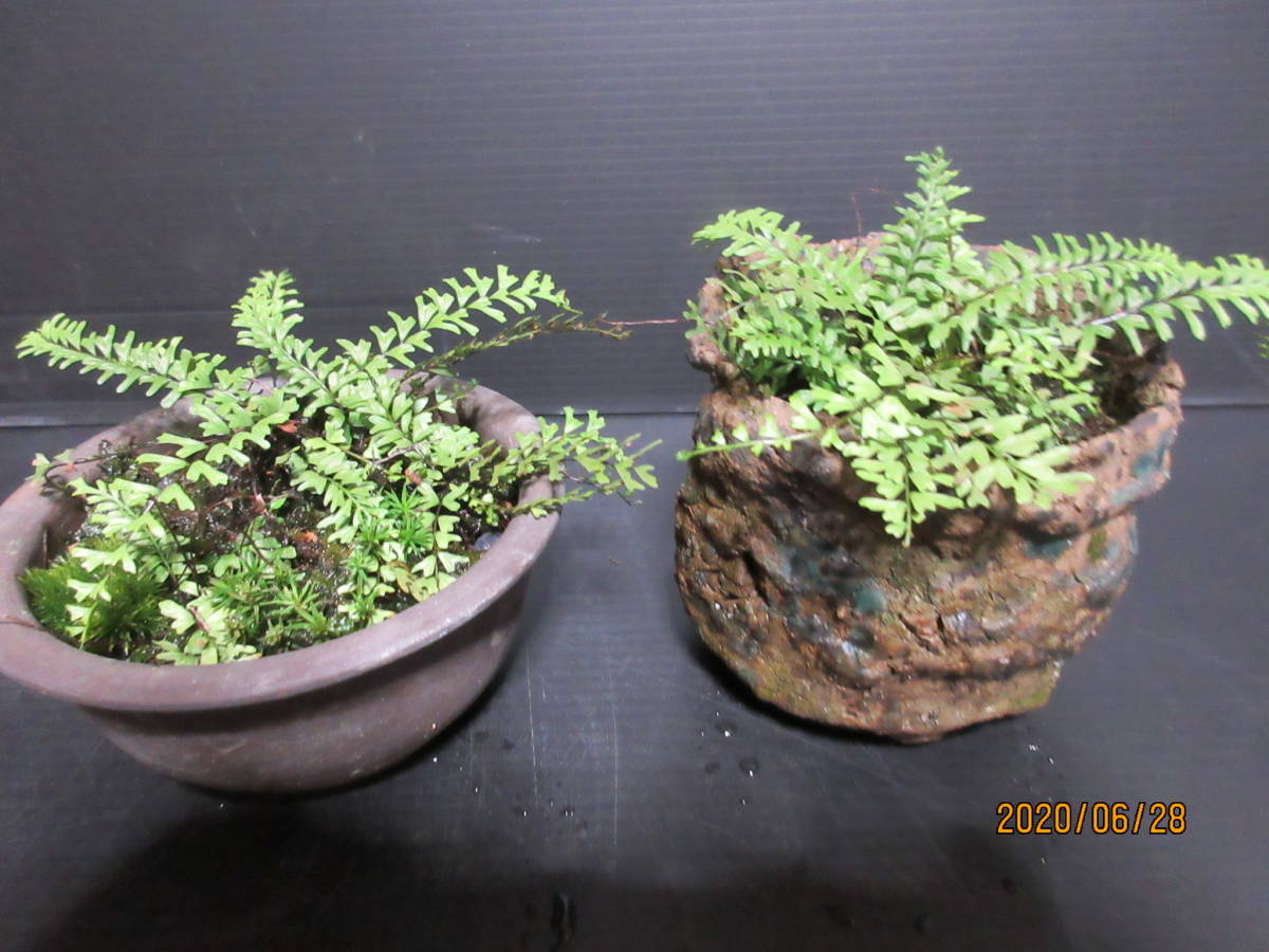 新品 カミガモシダ２鉢 シダ 山野草 盆栽 サヤ鉢 の落札情報詳細 ヤフオク落札価格情報 オークフリー スマートフォン版