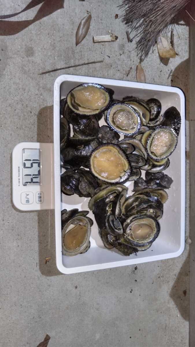冷凍マツバ貝200個　石鯛　黒鯛　釣り餌　カサガイ　ジンガサ 送料無料】冷凍マツバ貝200個 石鯛 黒鯛 釣り餌 カサガイ
