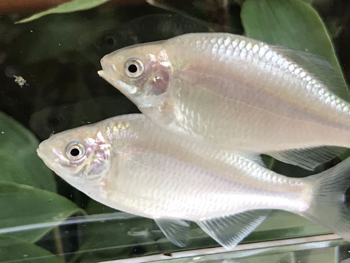 メタリック カネヒラ 淡水魚）カネヒラ 10～12㎝ ブルー 1円スタート 
