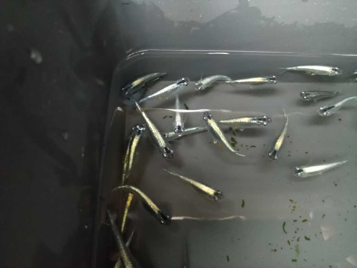 えび日記 カブキメダカの稚魚30匹 の落札情報詳細 ヤフオク落札価格情報 オークフリー スマートフォン版