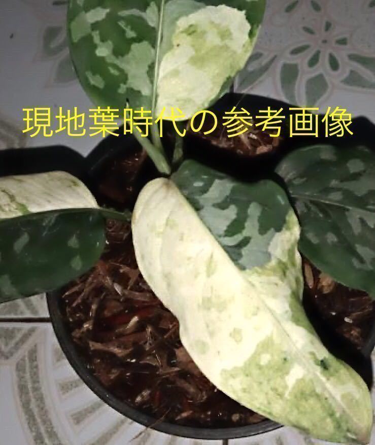 ステラ様　宅急便コンパクト　アグラオネマ　ピクタム　斑入り　バリエガータ アグラオネマ ピクタム 斑入り バリエガータ ステラ様 宅急便