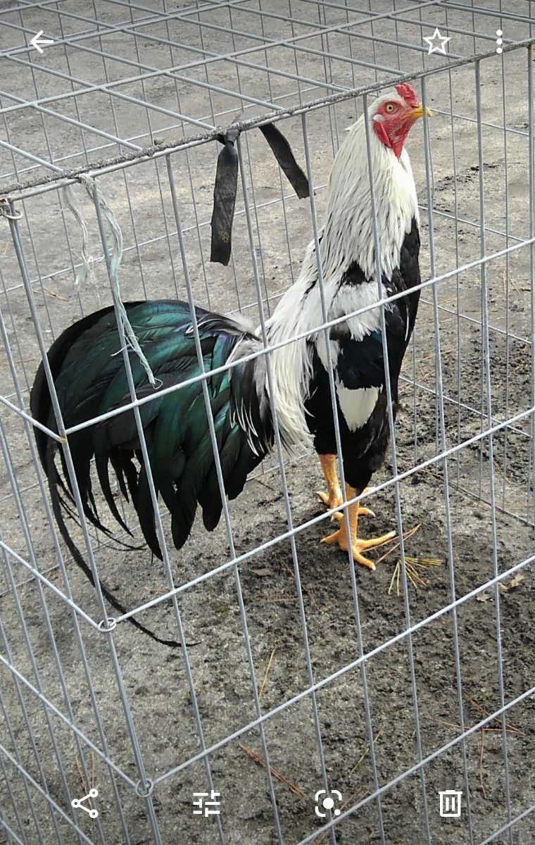新品 本場 鹿児島県産 薩摩鶏白笹 の種卵 5個 保証1個 計6個 最終出品 の落札情報詳細 ヤフオク落札価格情報 オークフリー スマートフォン版