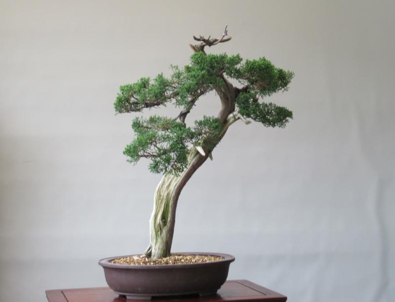 新品】「真柏盆栽」シャリ・サバ幹文人木/特推奨素材(650)の落札情報