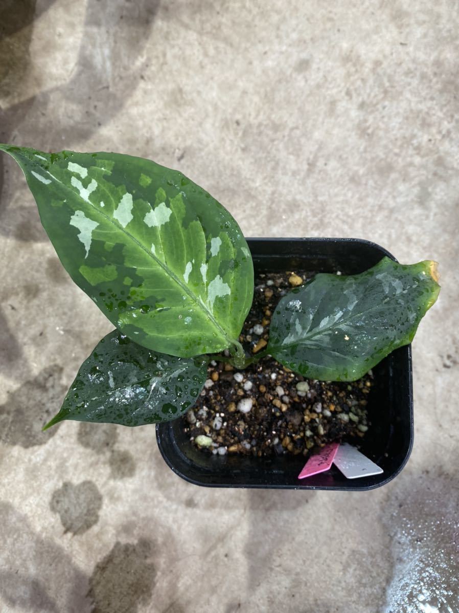 LA便 Aglaonema pictum tricolor 'Endor'