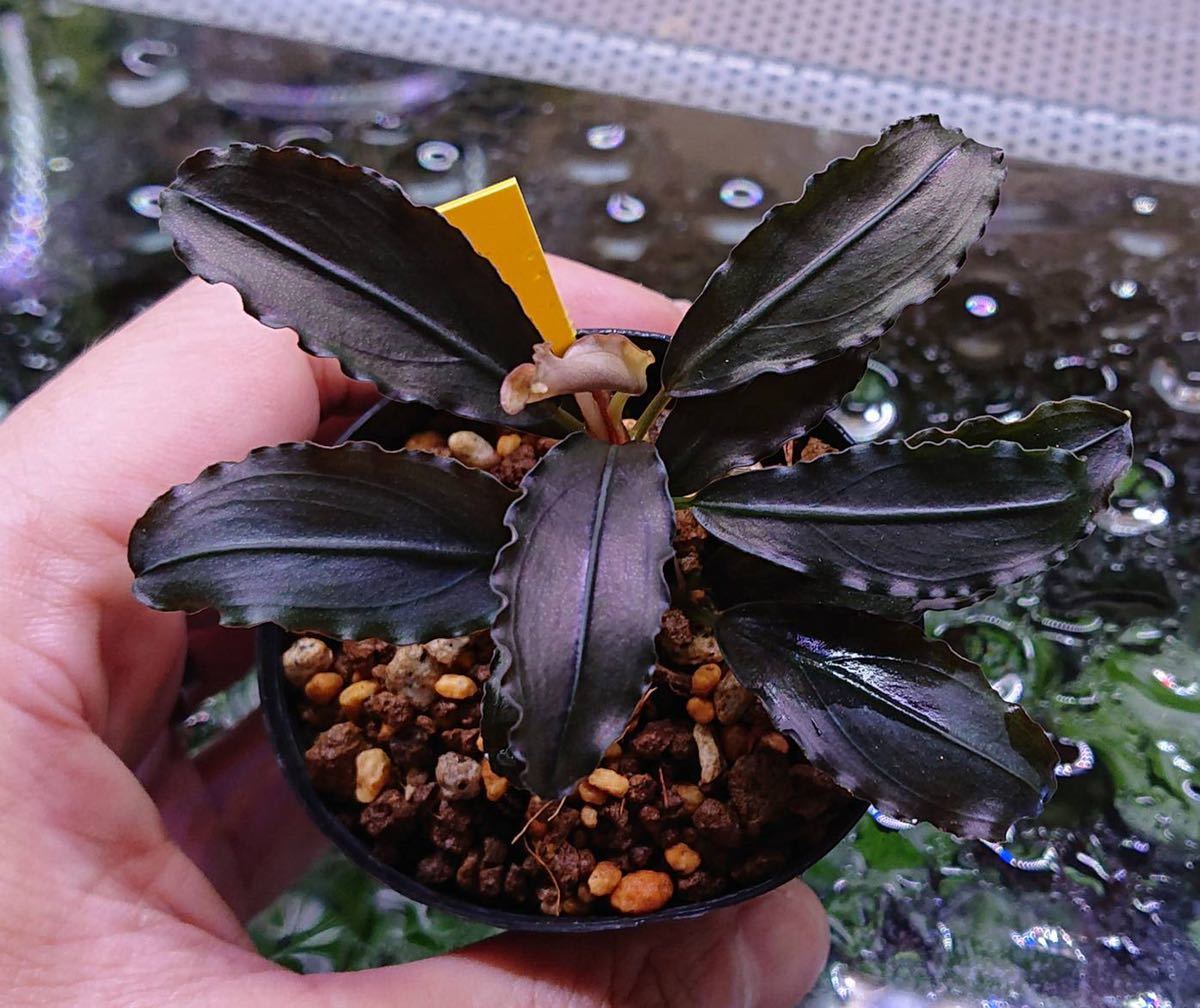 Bucephalandra sp.Sekadau 1 Kab.Sekadau【TB便】