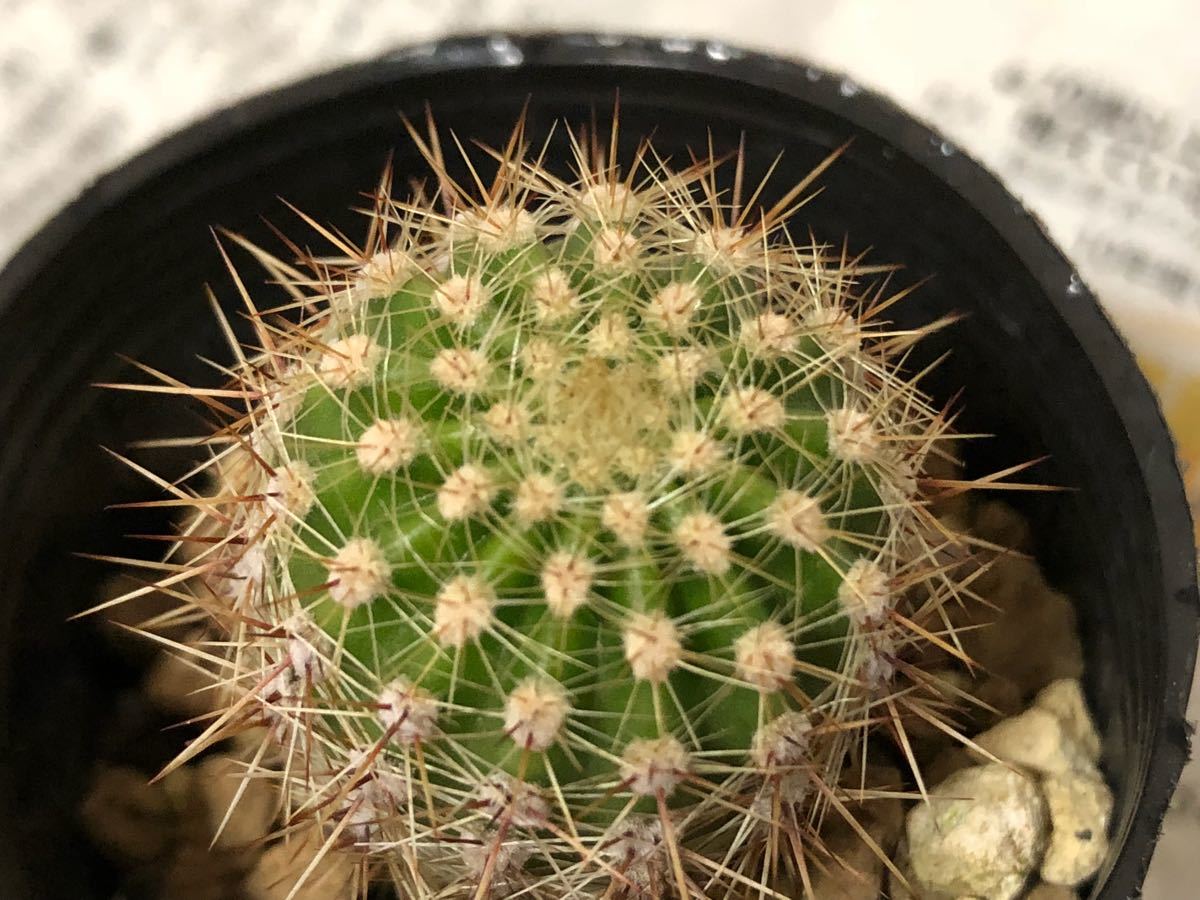 サボテン　エキノシプス・オキシゴナ　旺盛丸　群生　鉢ごと エキノプシス・オキシゴナ（旺盛丸） 発根済み子株5株 - メルカリ