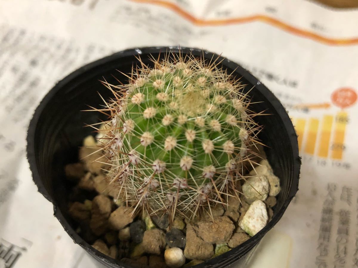 サボテン　エキノシプス・オキシゴナ　旺盛丸　群生　鉢ごと Yahoo!オークション - エキノプシス オキシゴナ 旺盛丸 カタログ