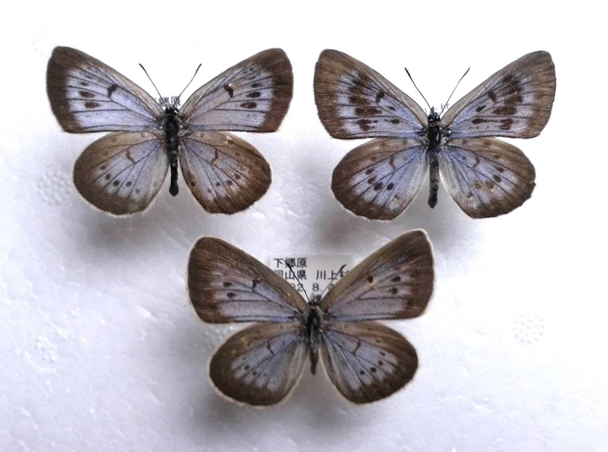 オオゴマシジミ 蝶 標本 新潟 福島 長野 等 昆虫