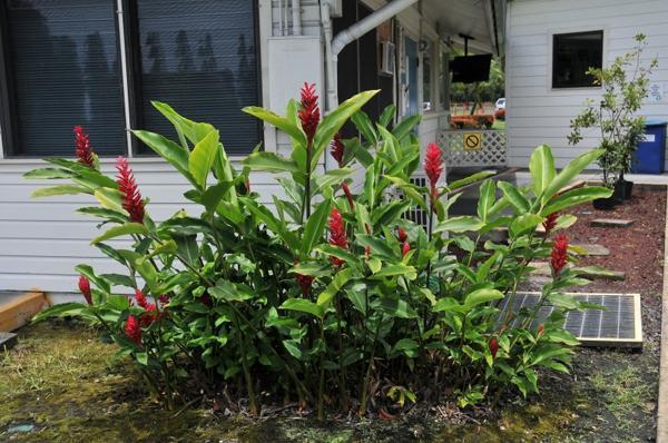 新品 To レッドジンジャーの花が咲きそう な株 Alpinia Puruprata アルピニア プルプラタ ショウガ科 4号ポット苗 80サイズ の落札情報詳細 ヤフオク落札価格情報 オークフリー スマートフォン版