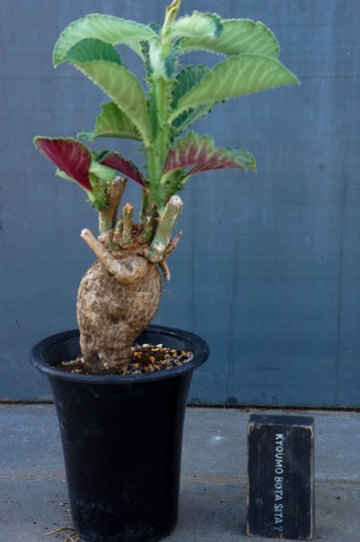 新品】 希少モナデニウム・マグニフィカム Monadenium magnificum