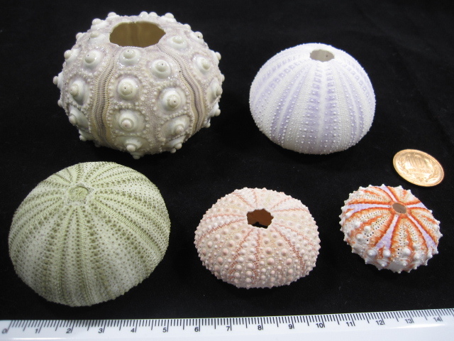 ウニの殻 5種類 の落札情報詳細 ヤフオク落札価格情報 オークフリー スマートフォン版