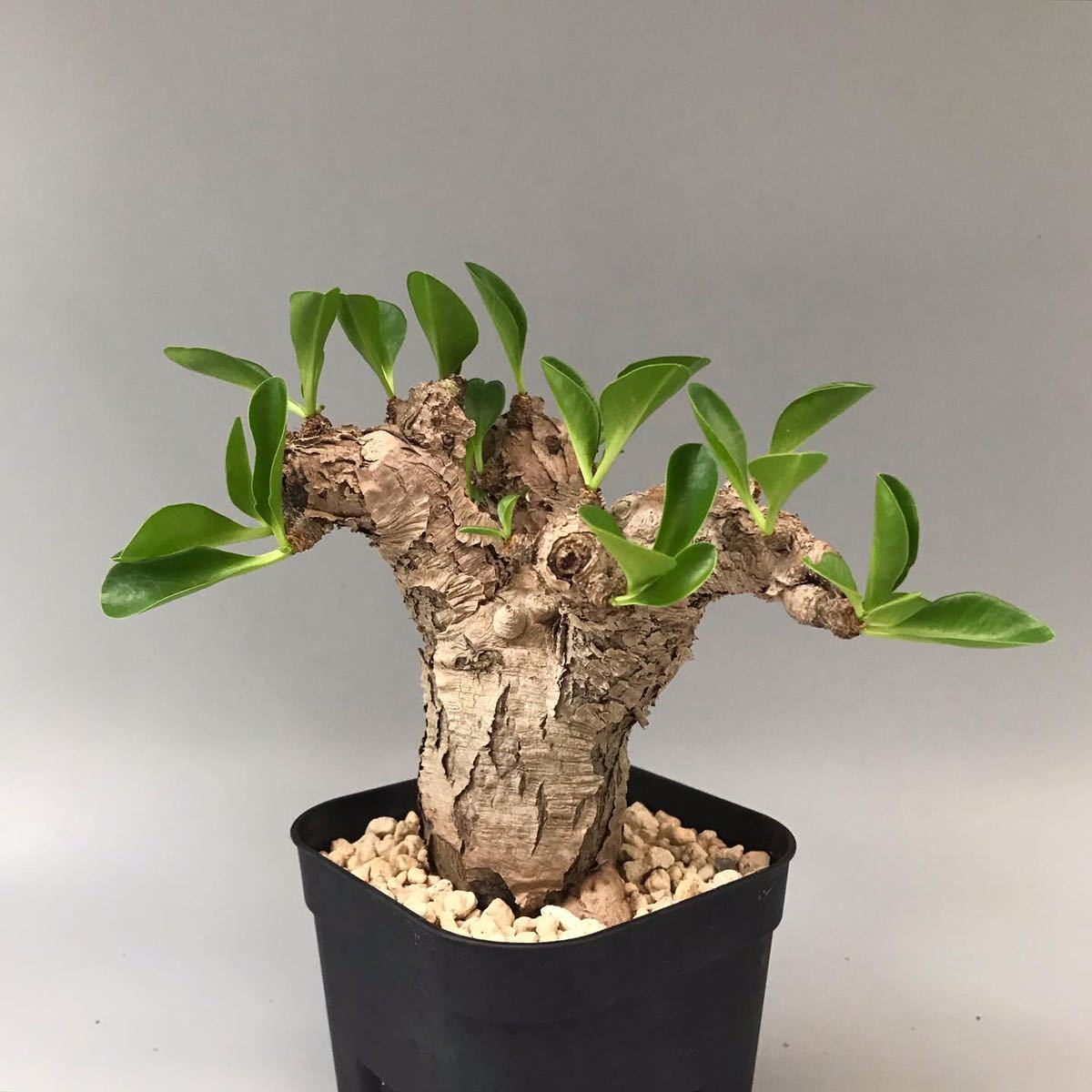 塊根植物 コーデックス　イトレメンシス 新品】Euphorbia itremensis ユーフォルビア イトレメンシス 多肉植物