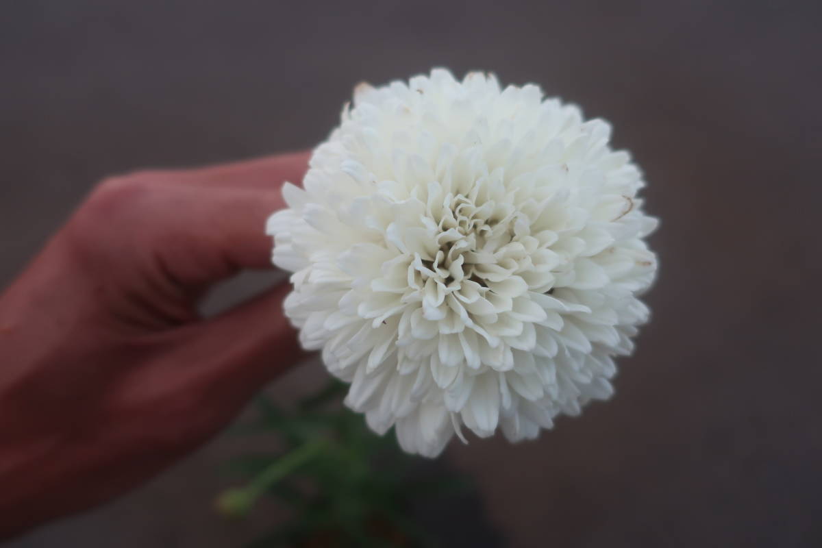 新品 花終わり 大輪菊の様な 八重咲き 大輪 シャスターデージー 白花 ホワイト 耐寒 宿根 山野草 草花 地植え ガーデニング レウカンセマム の落札情報詳細 ヤフオク落札価格情報 オークフリー スマートフォン版