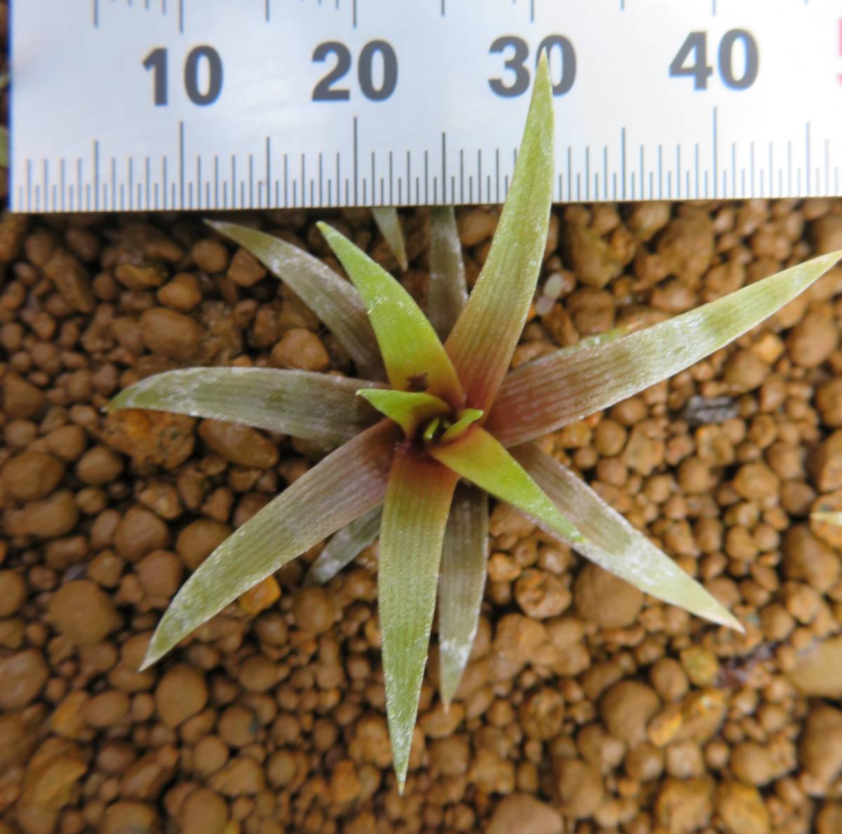 新品】ホシクサ キングクリムゾン Eriocaulon sp ;KING CRIMSON ① の ...