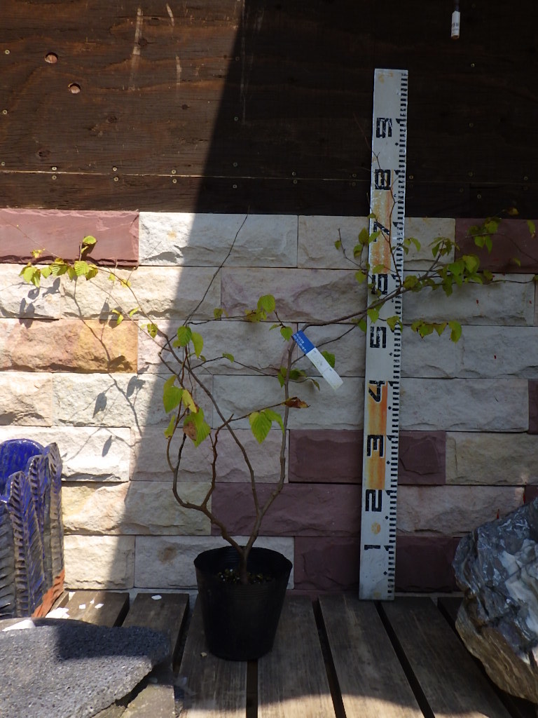 新品 日向ミズキ 日向水木 ヒメミズキ 黄花 落葉低木 苗木 苗 15cmpot の落札情報詳細 ヤフオク落札価格情報 オークフリー スマートフォン版