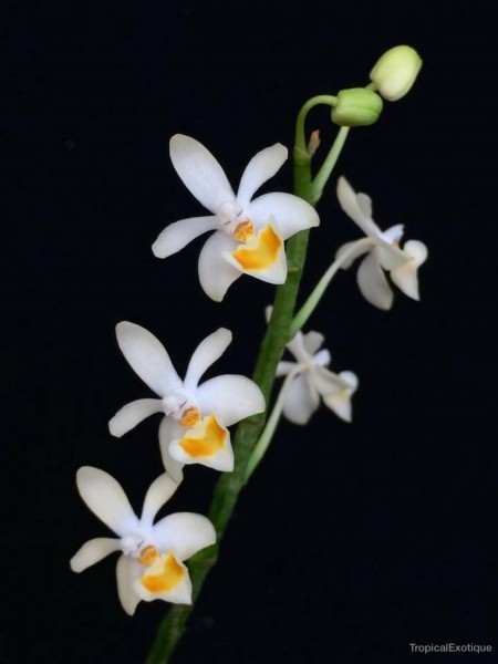 新品】洋蘭原種 (584) 希少 Phal. malipoensis ファレノプシス