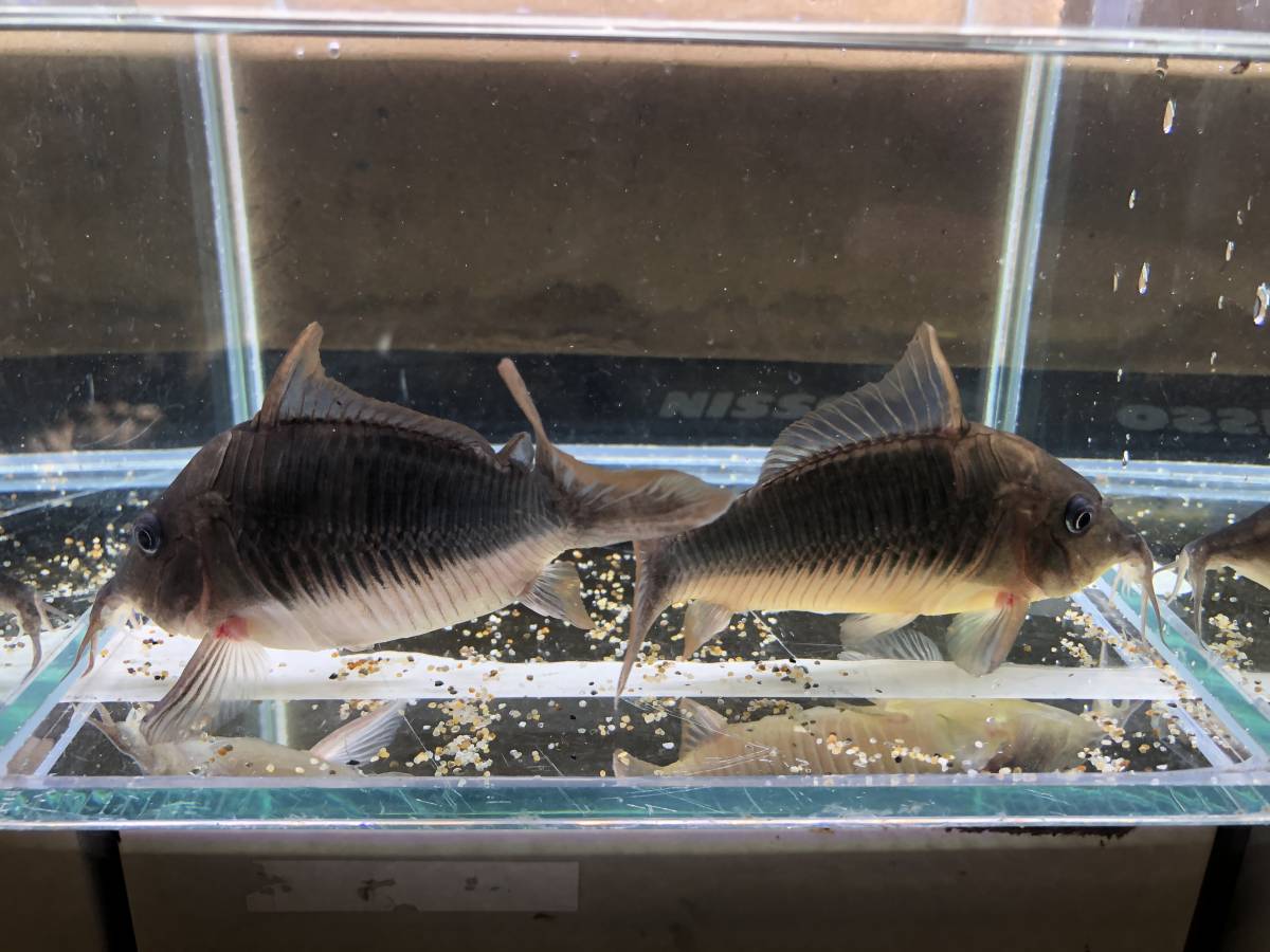 ロングノーズブロキス3匹 ブロキスブリスキー1匹 の落札情報詳細 ヤフオク落札価格情報 オークフリー スマートフォン版