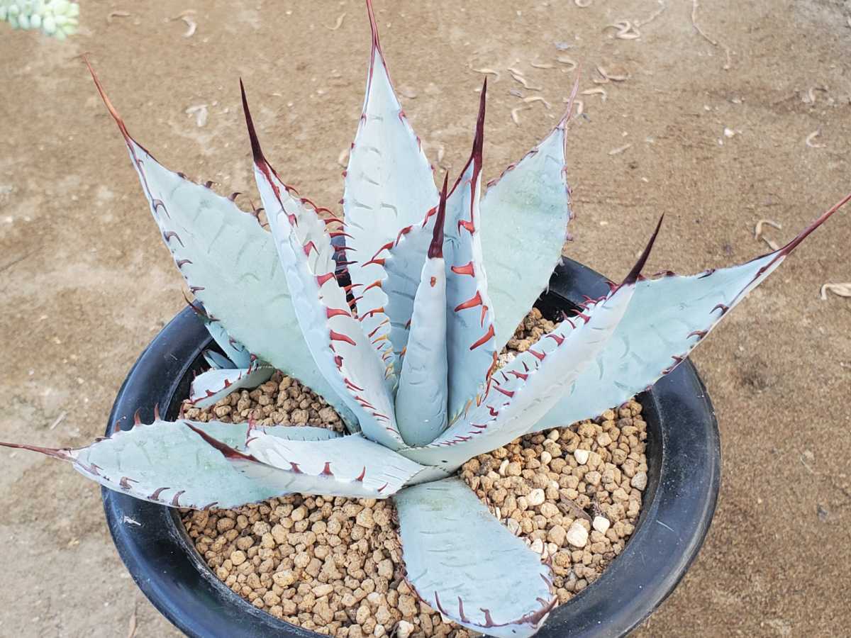 アガベ 屈原の舞扇 多肉植物 Agave Succulents の落札情報詳細 ヤフオク落札価格情報 オークフリー スマートフォン版