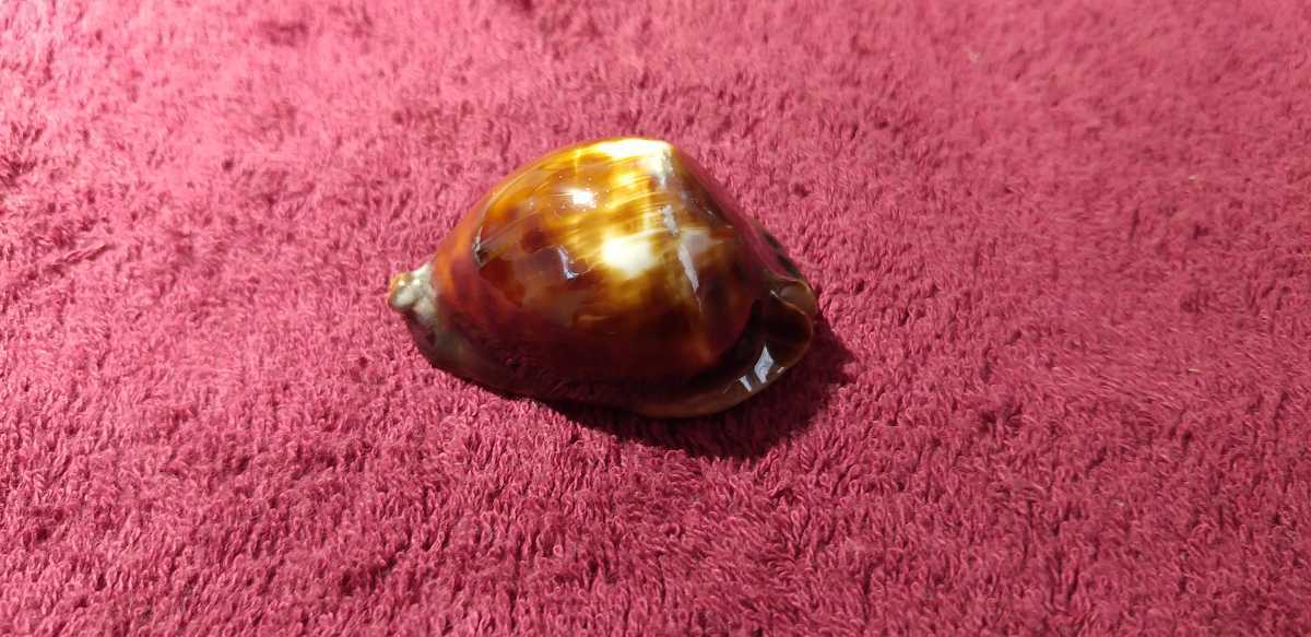 ロッセルダカラ（51mm）【貝殻・タカラガイ】