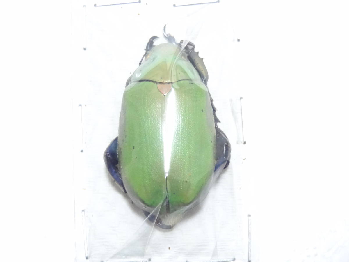 昆虫標本　ウグイスコガネ 昆虫標本ウグイスコガネ