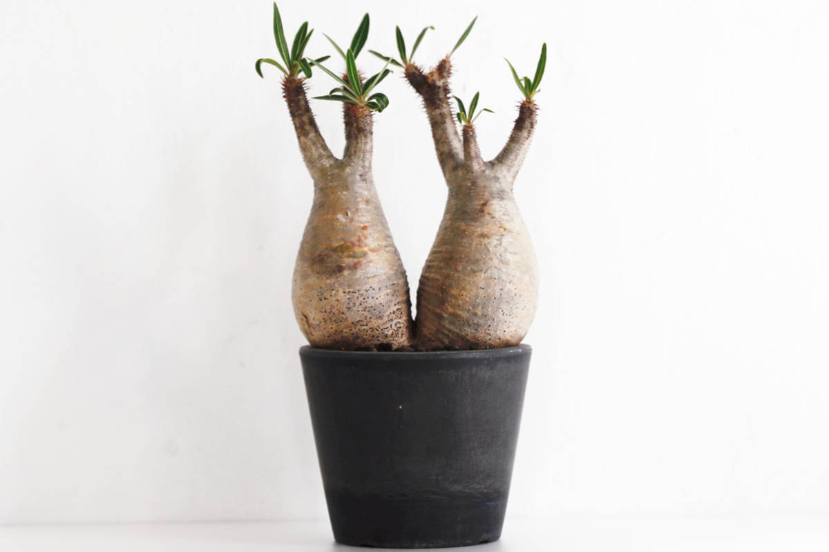 グラキリス 現地球 発根済み konect fang M 良型 大株 パキポディウム