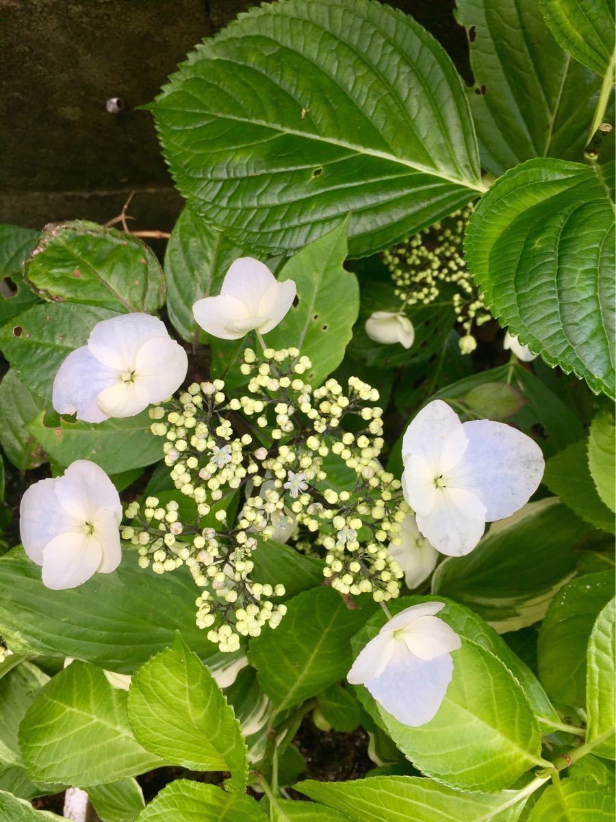 E 早咲き コンテリギ ときわあじさい 常緑のあじさい 茎黒 の落札情報詳細 ヤフオク落札価格情報 オークフリー スマートフォン版 E 早咲き コンテリギ ときわあじさい 常緑のあじさい 茎黒 の落札情報詳細 ヤフオク落札価格情報 オークフリー スマートフォン版