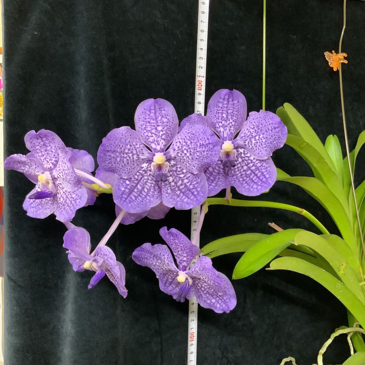 スカイブルー✳︎91×192✳︎ペールグレー　満載フラワー　トルコヴィンテージラグ スカイブルー✳︎91×192✳︎ペールグレー 満載フラワー トルコ