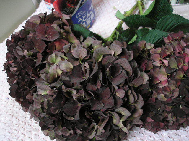 新品】インポート 輸入アジサイ オランダ産Holex Flower