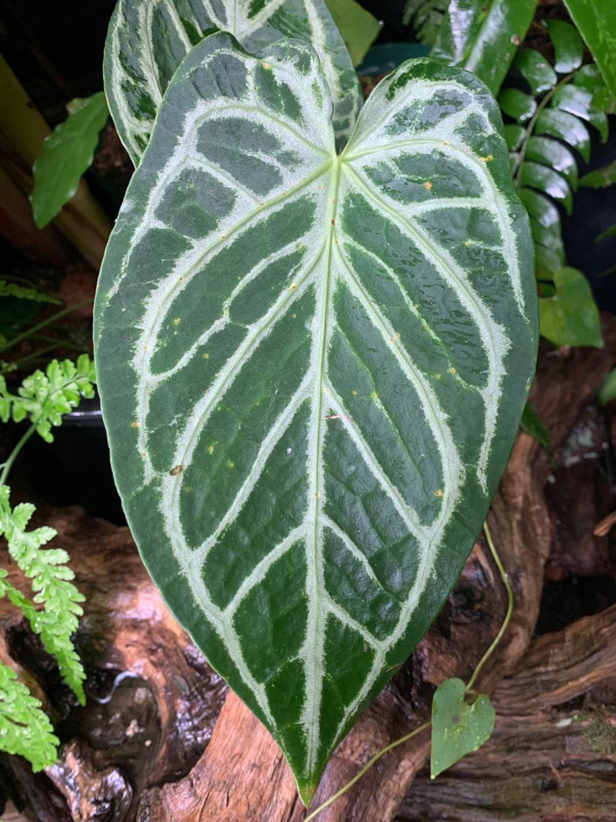 アンスリウム レッドクリスタリナム×ホフマニー レッド サイナス 激レア