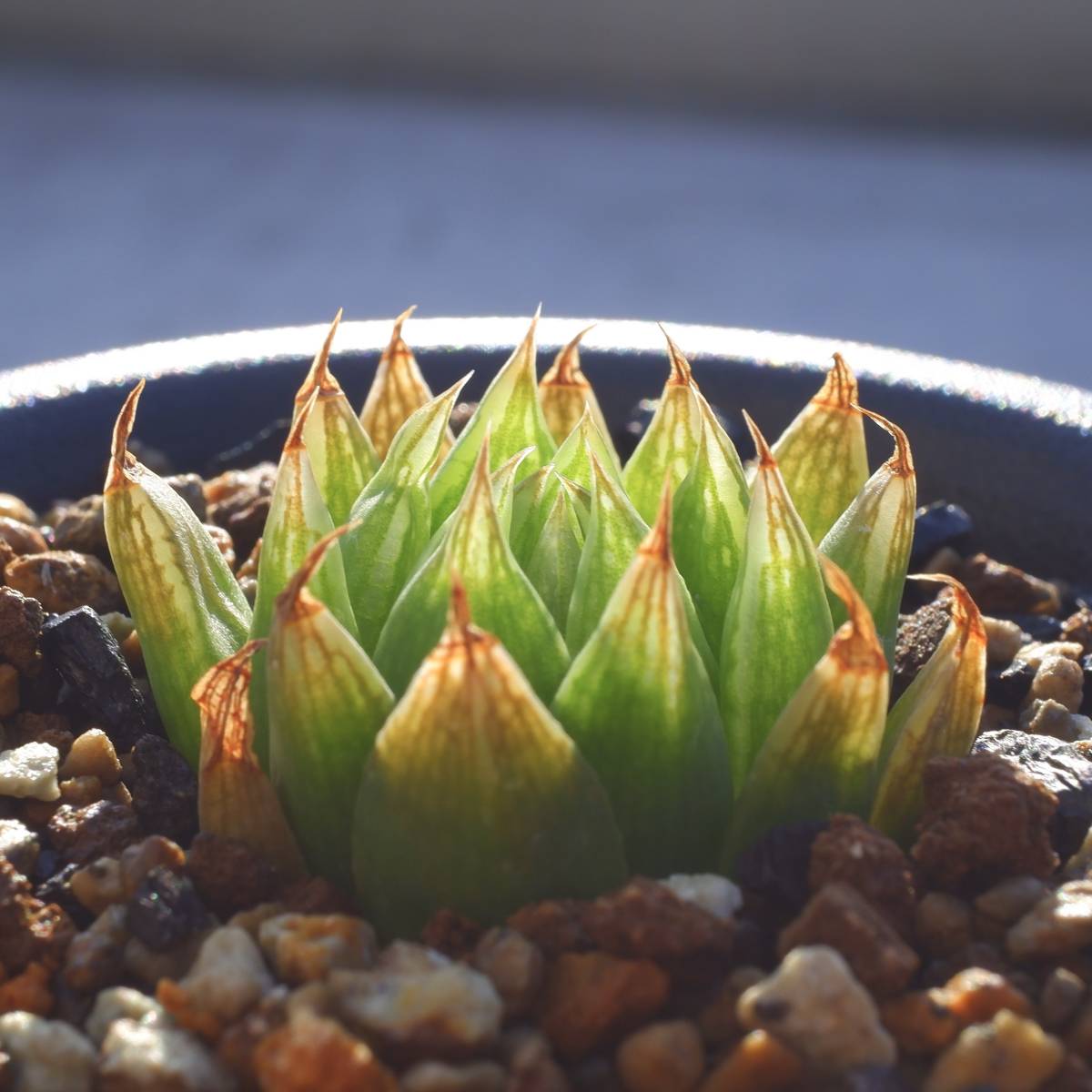 （１３５２）ハオルチア サカイ H. sakai， IB06636， Bakenskraal， S of Oudtshoorn sacai(サカイ) サイドゴアチェルシーブーツSCM-088 SCM-088 ブラック