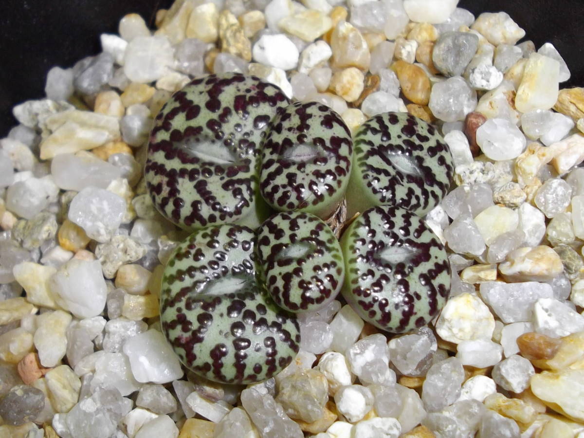 C.ursprungianum G コノフィツム ウルスプルンギアナム多肉 Conophytum