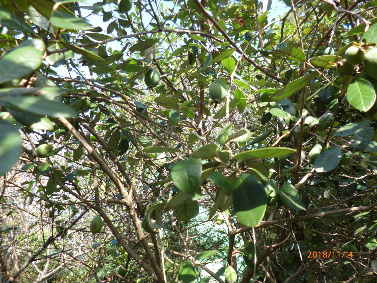 フェイジョア クーリッジ実生苗 の落札情報詳細 ヤフオク落札価格情報 オークフリー スマートフォン版