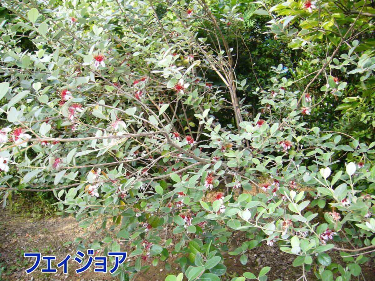 フェイジョア クーリッジ実生苗 の落札情報詳細 ヤフオク落札価格情報 オークフリー スマートフォン版