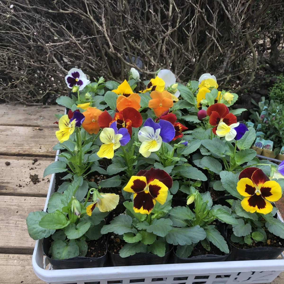 新品 プレミアムガーデニング パンジー ミックス 12ポットセット の落札情報詳細 ヤフオク落札価格情報 オークフリー スマートフォン版 新品 プレミアムガーデニング パンジー ミックス 12ポットセット の落札情報詳細 ヤフオク落札価格情報 オークフリー スマートフォン版