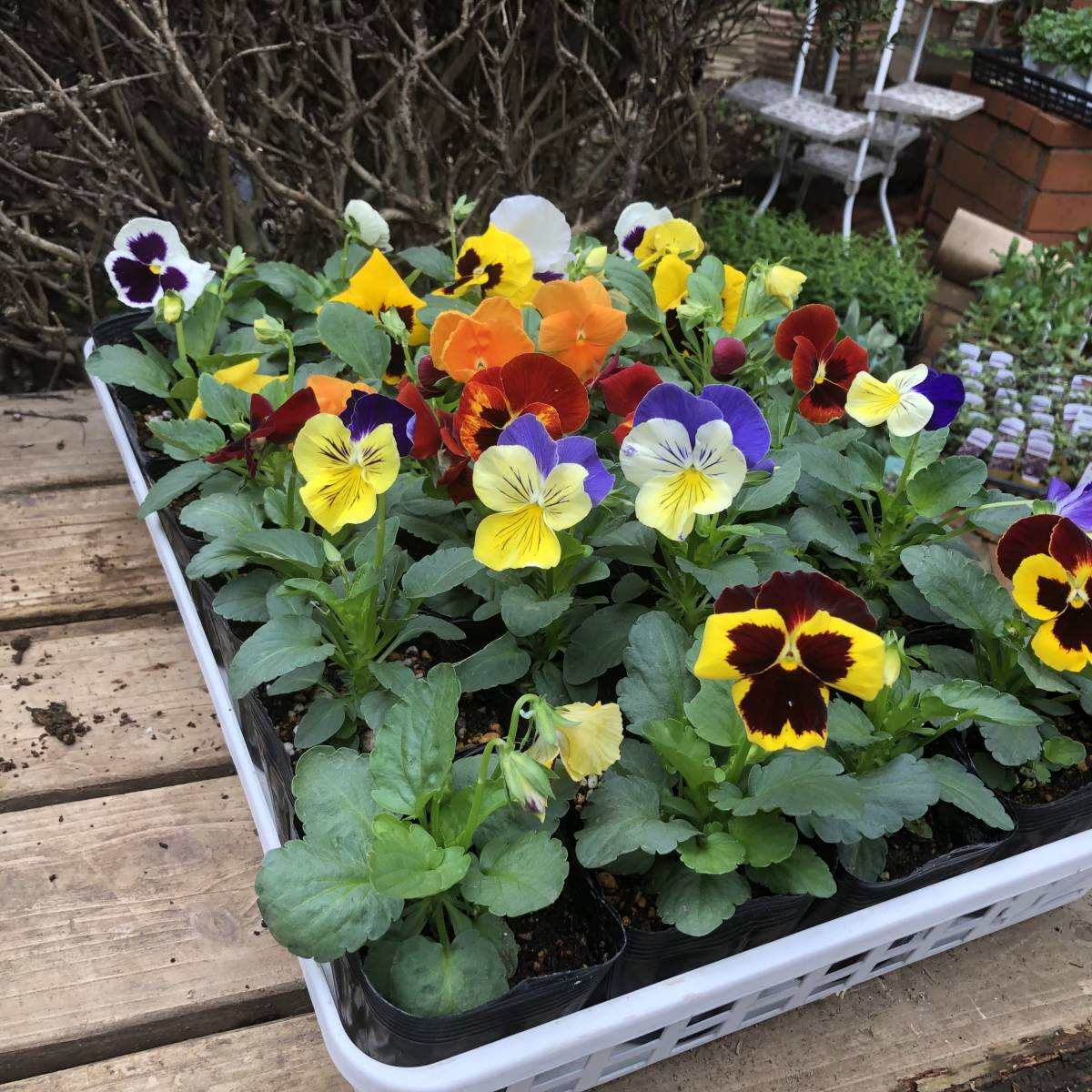 新品 プレミアムガーデニング パンジー ミックス 12ポットセット の落札情報詳細 ヤフオク落札価格情報 オークフリー スマートフォン版