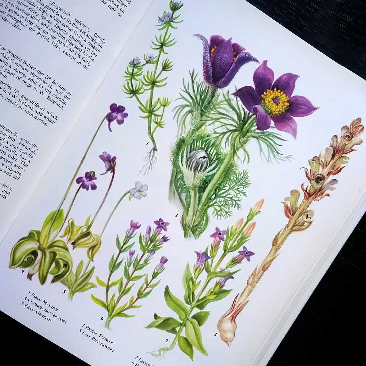 洋書 古書 淡く優しい雰囲気のイギリスの植物図鑑 植物画 ボタニカルアート ヴィンテージ ビンテージ の落札情報詳細 ヤフオク落札価格情報 オークフリー スマートフォン版
