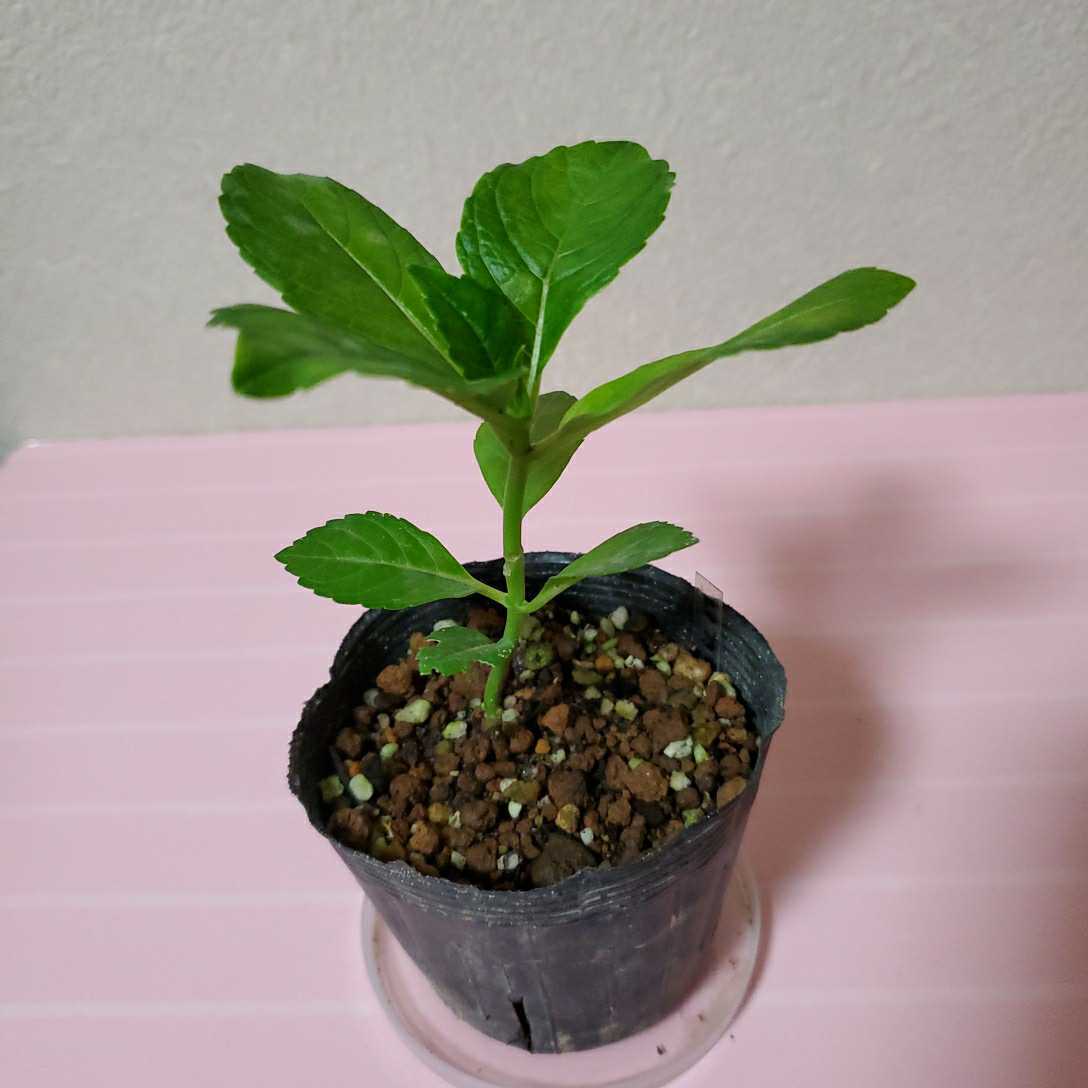 レア アジサイ 挿し木苗 寿 ことぶき アジサイ苗 紫陽花 の落札情報詳細 ヤフオク落札価格情報 オークフリー スマートフォン版