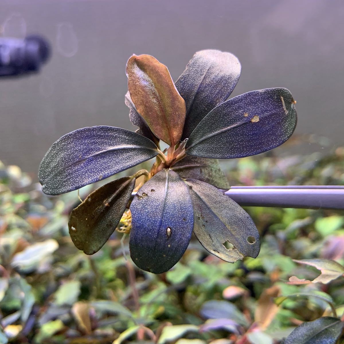KhK》Bucephalandra sp. Balloon Super Purple ブセファランドラ sp