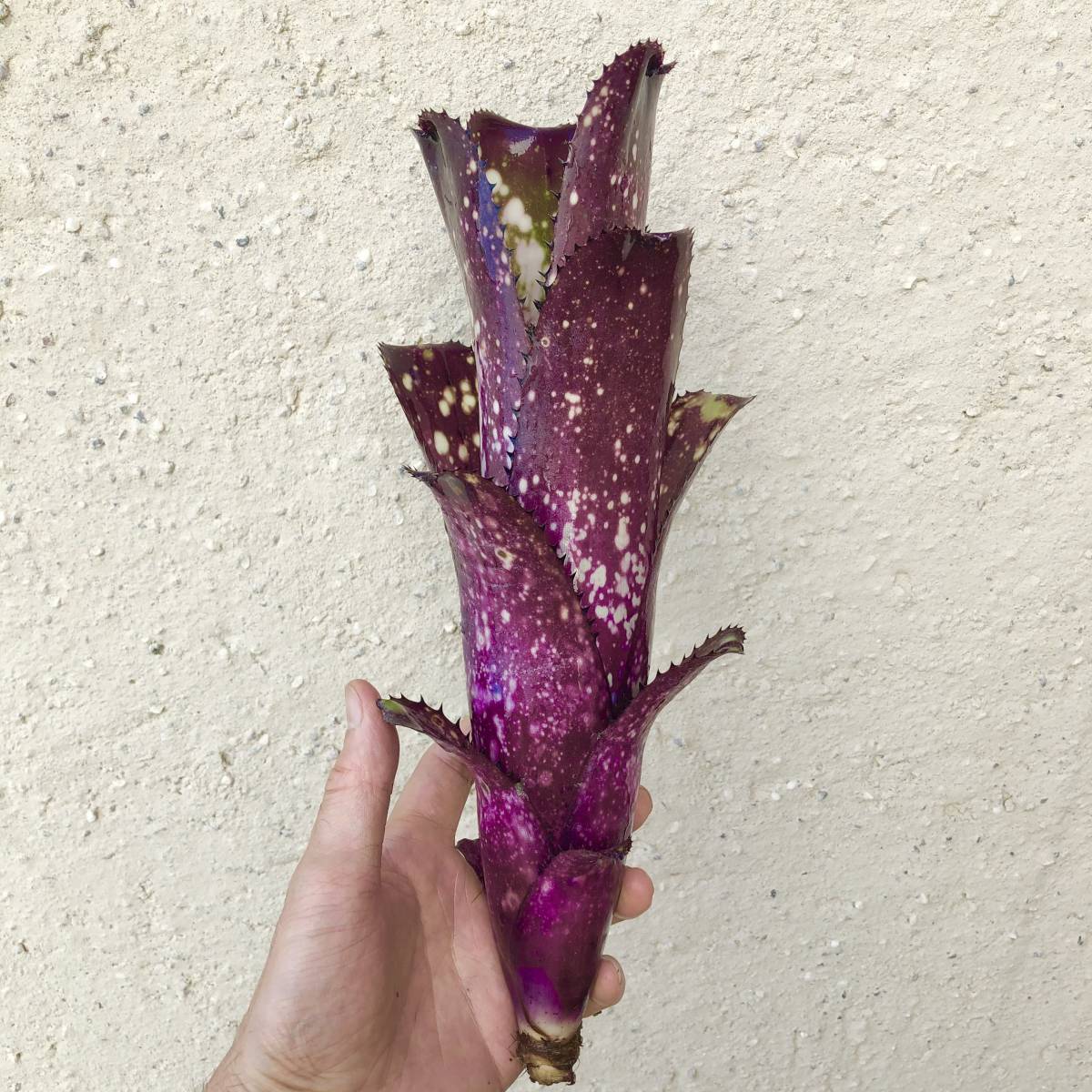 ビルベルギア ダークプリンス Billbergia Dark Prince 【公式通販】