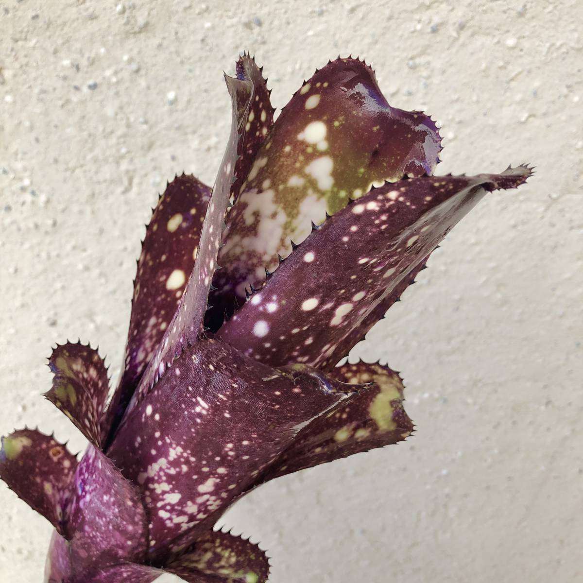 bromeplants レア！！ Billbergia 'Dark Prince' ビルベルギア ダーク