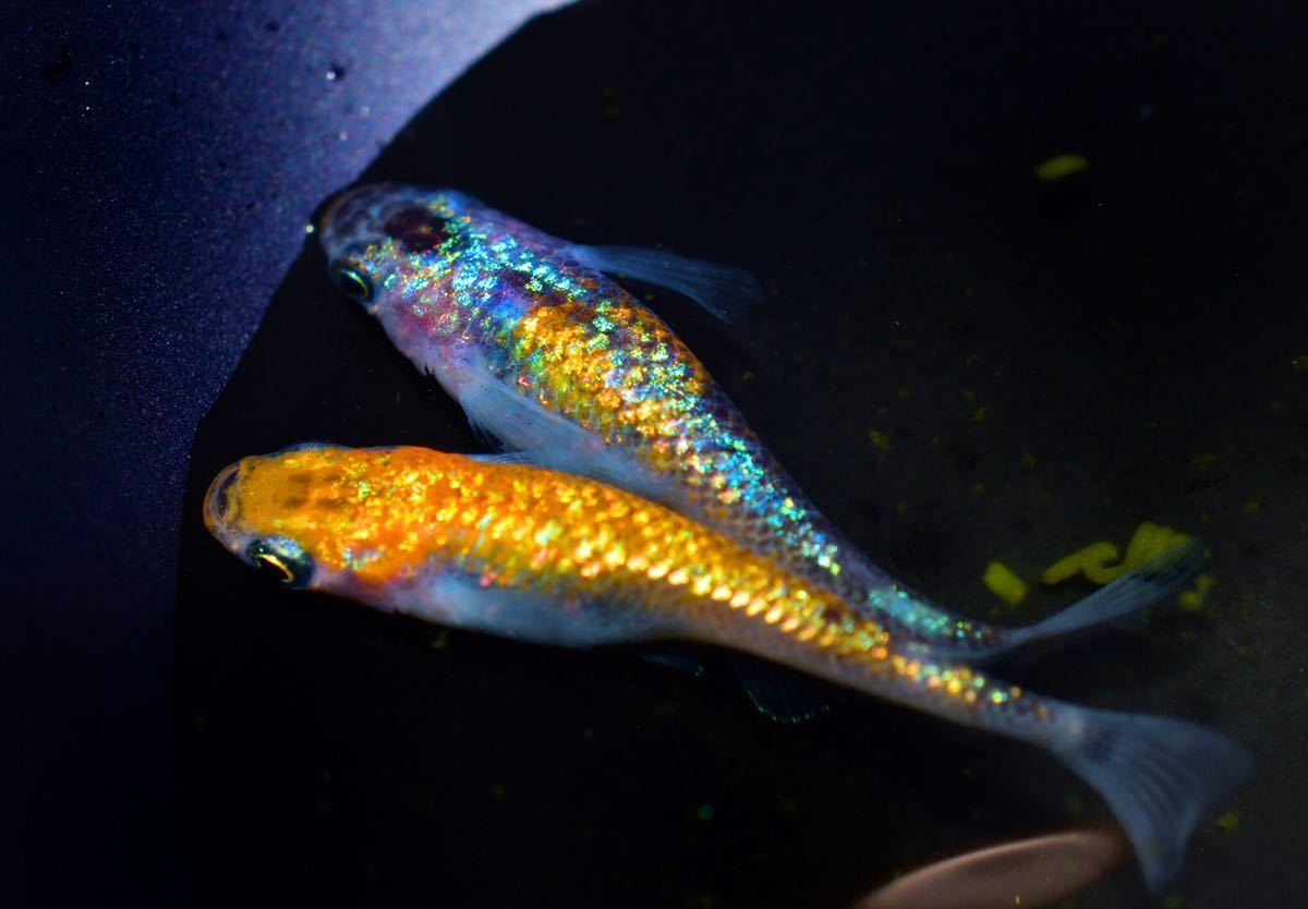 新品 花嫁めだか オーロラの美しさ 泳ぐ宝石 月弓メダカ 本家様血統 有精卵15個 の落札情報詳細 ヤフオク落札価格情報 オークフリー スマートフォン版