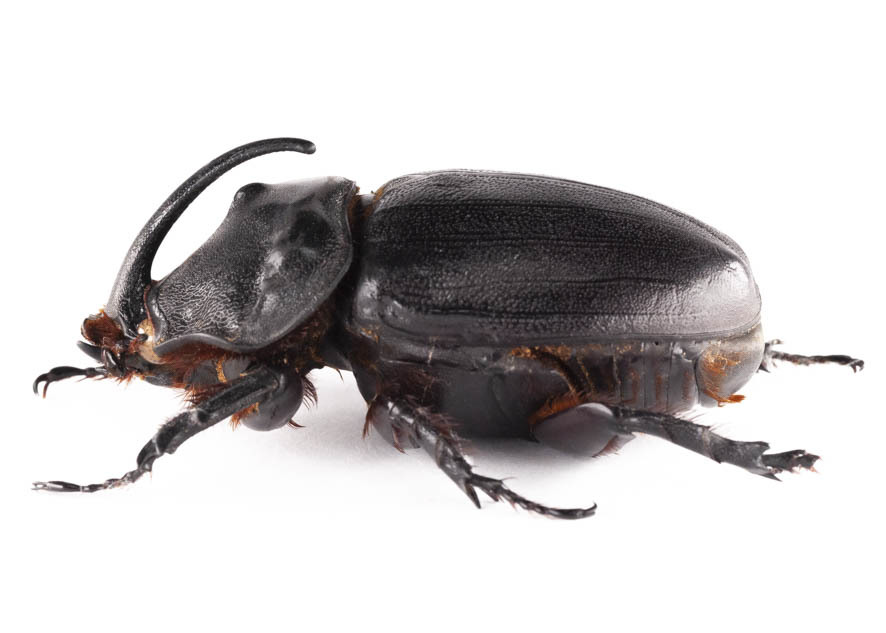 新品】O.g.insulicola 03B マダガスカル ギガスサイカブトの落札情報