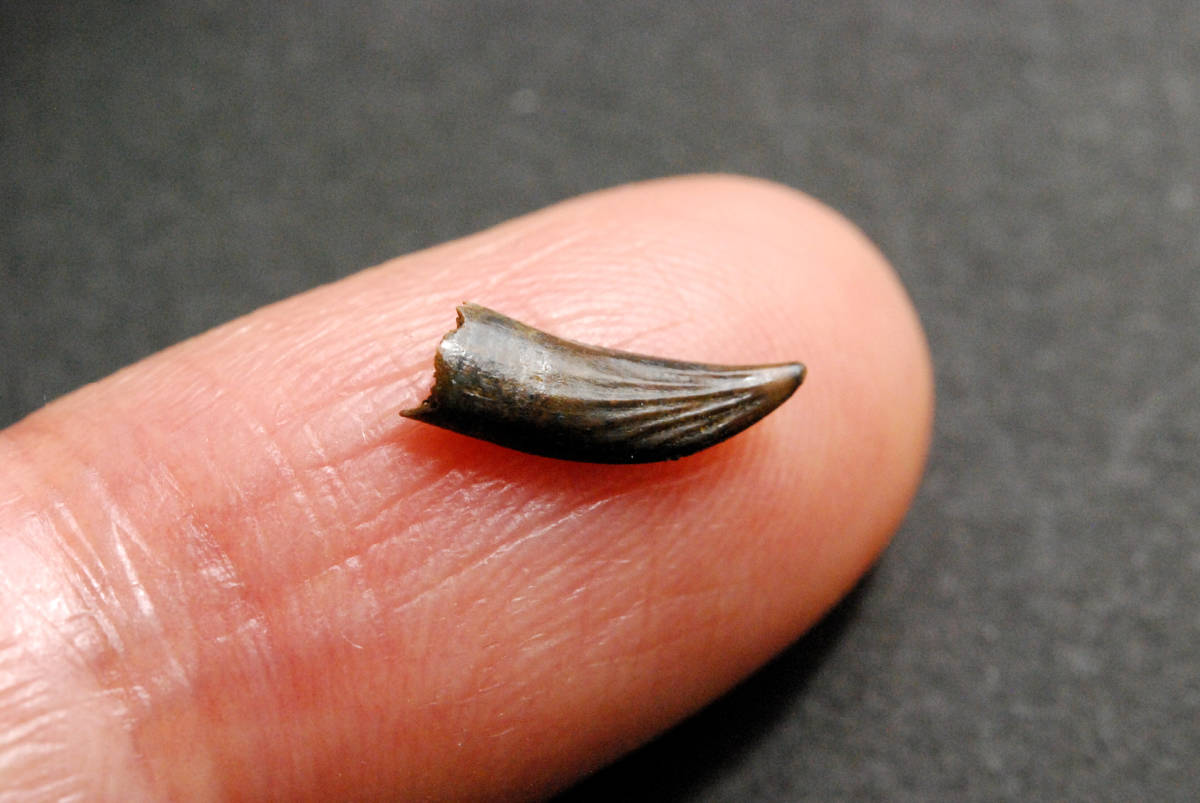 恐竜 歯 化石 パロニコドン 10mm [DS97] 恐竜の歯 恐竜の化石 レアの