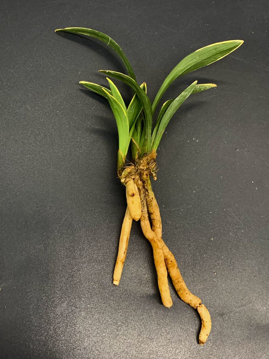 春蘭・寒蘭・韓国春蘭・日本春蘭羅紗品種「達磨」上木２篠 韓国春蘭 羅紗 『達磨』3年木1本 春蘭 寒蘭 中国蘭 蘭遊園