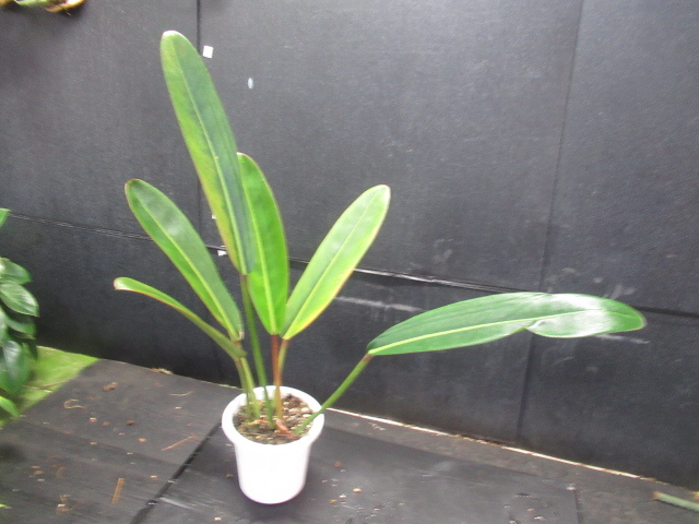 新品】KN フィロデンドロン カローサム（PHILODENDRON CALOSSUM