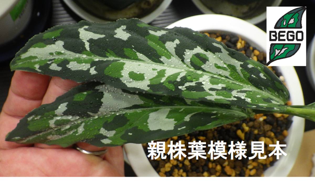 ◇Aglaonema pictum“草わるん18”AT from Tigalingga【AZ0818-5h